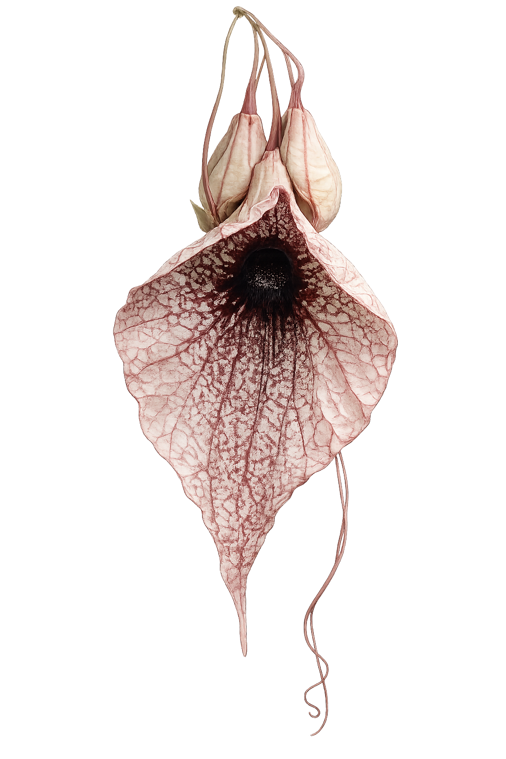 Duck_Flower_Healing_Botanist_Best_Homepathic_Healing_Hondorus_Detoxify